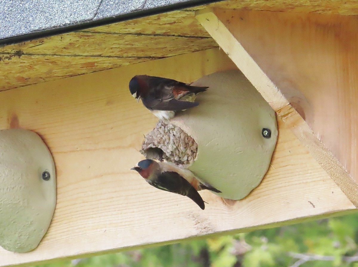 Golondrina Risquera - ML658001261