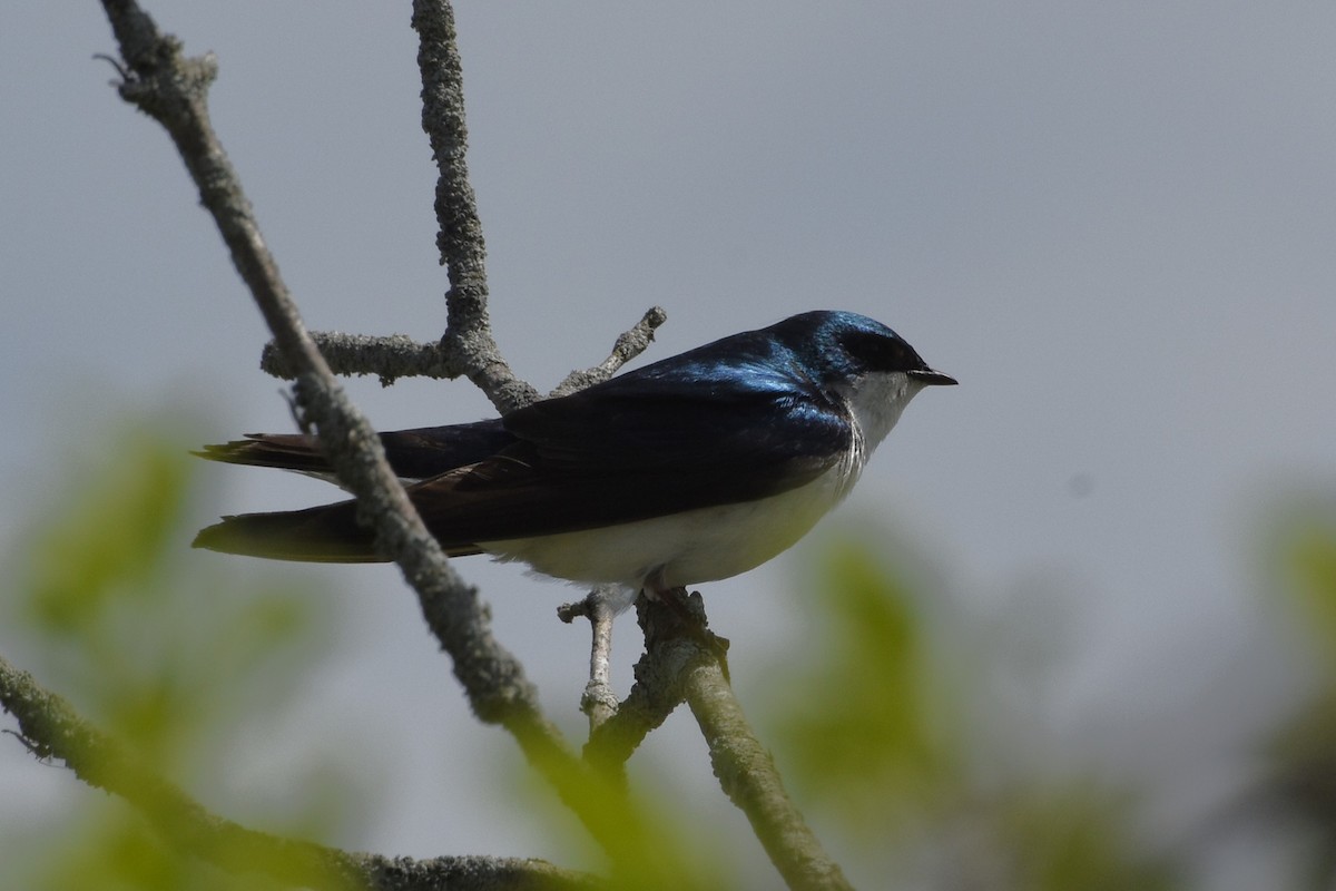 Golondrina Bicolor - ML658001272