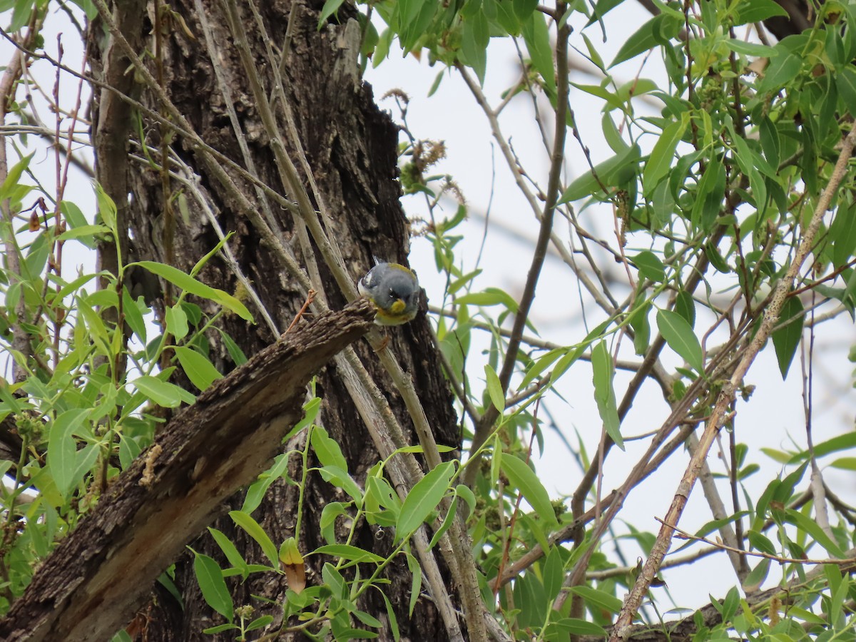Parula Norteña - ML658001299