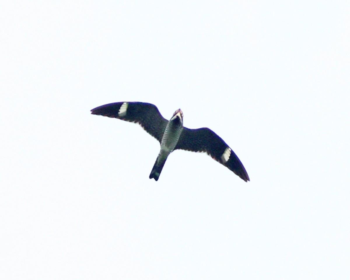 Common Nighthawk - ML658001349