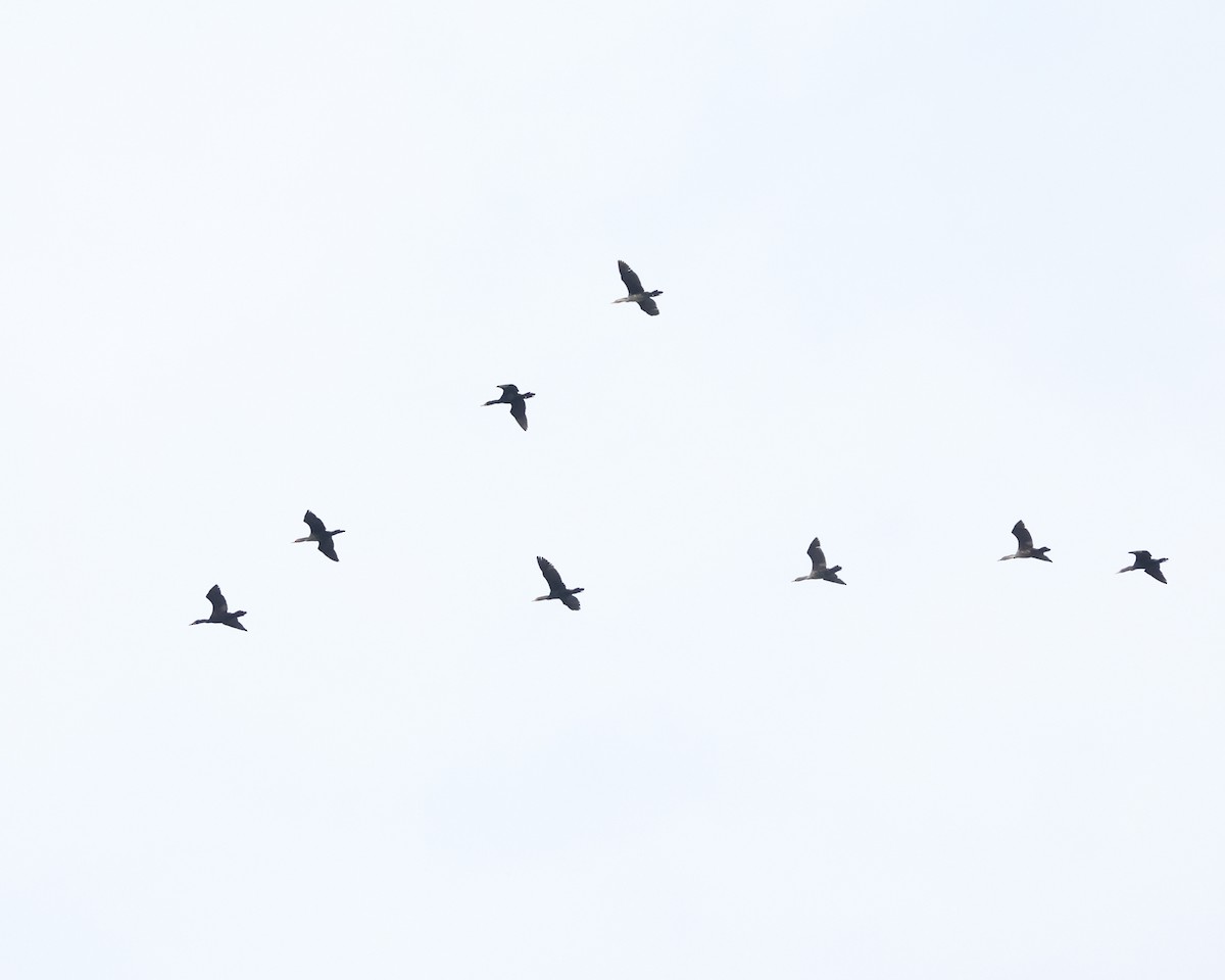 Double-crested Cormorant - ML658001355