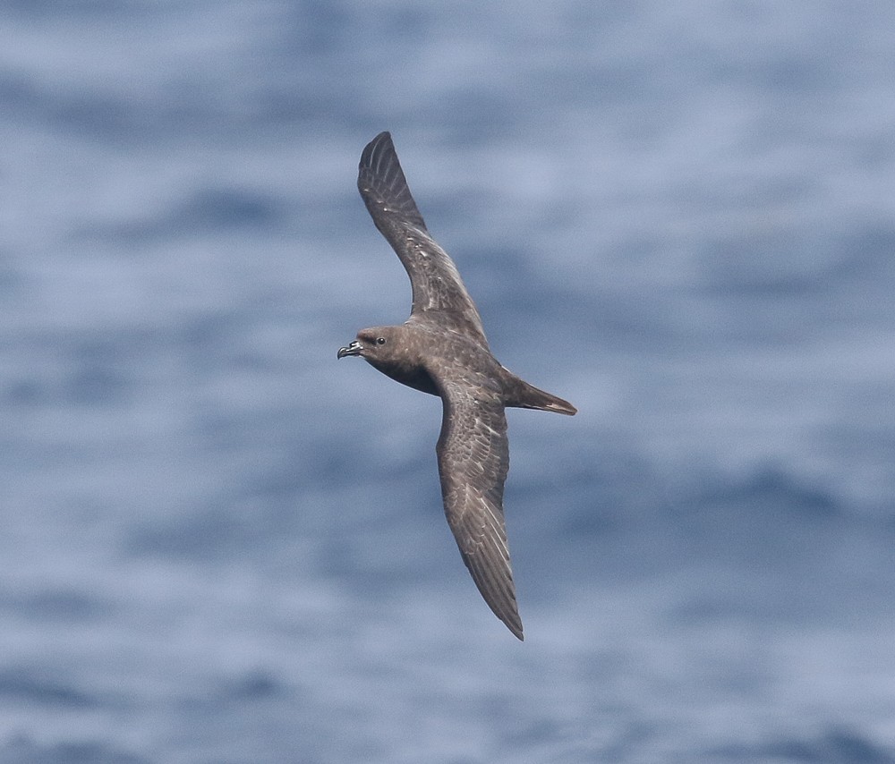 Petrel de Trinidad - ML65800391