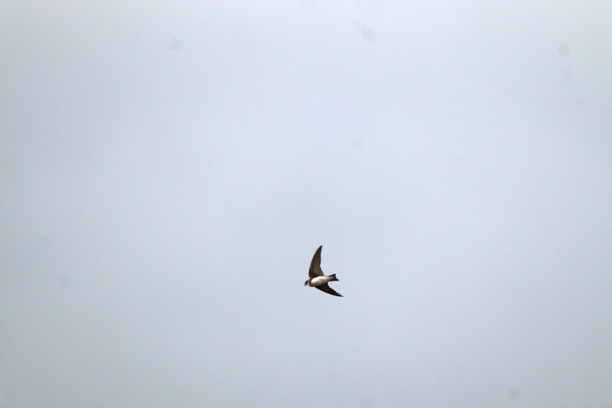 Bank Swallow - ML658005085