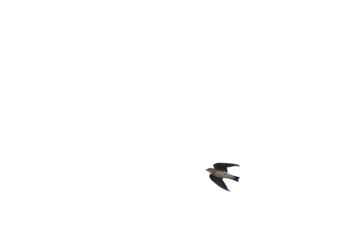 Brown-chested Martin - ML658005123