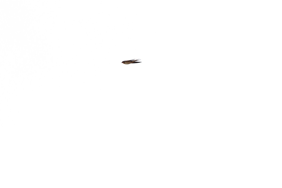 Barn Swallow - ML658005147