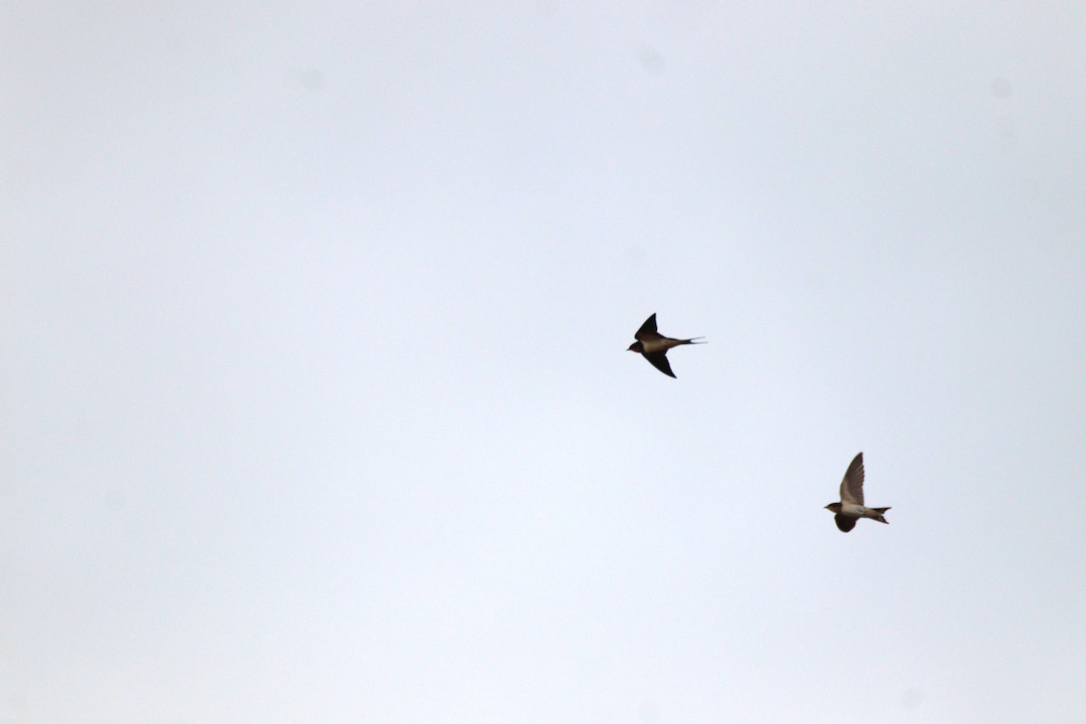 Barn Swallow - ML658005148