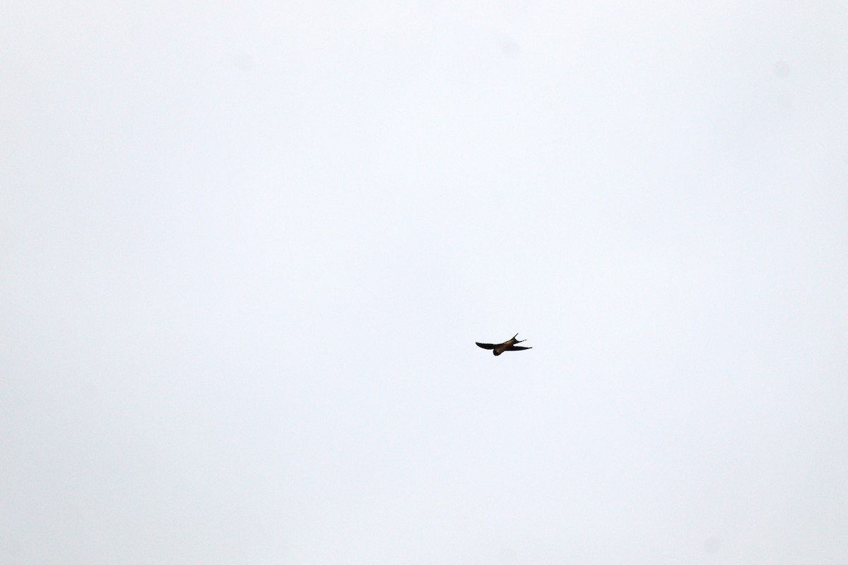 Barn Swallow - ML658005149