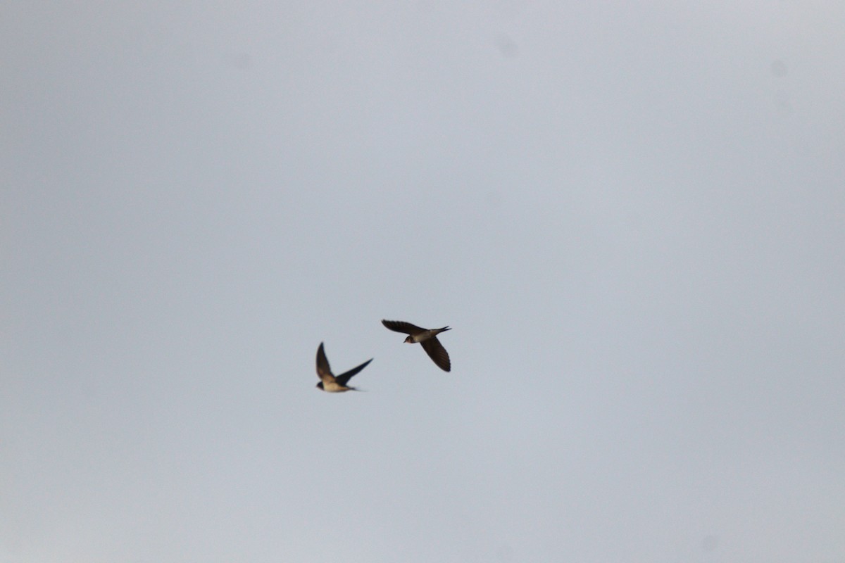 Barn Swallow - ML658005150