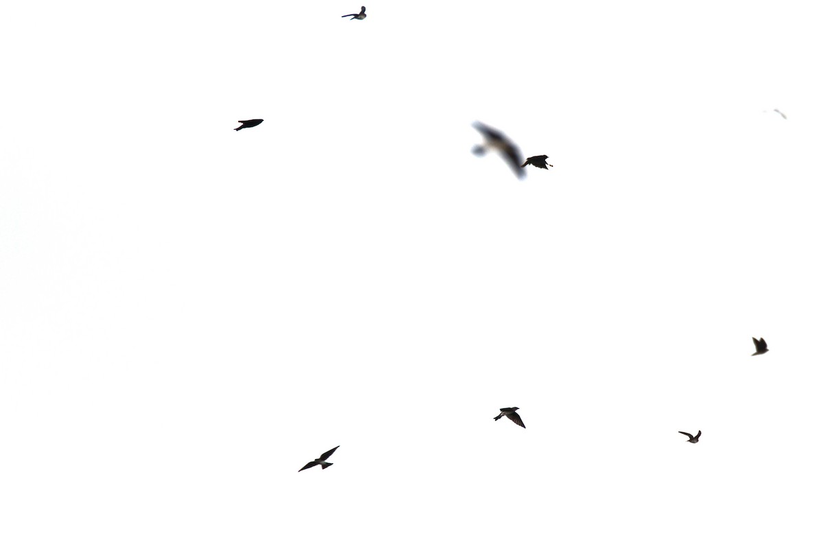 Gray-breasted Martin - ML658005220