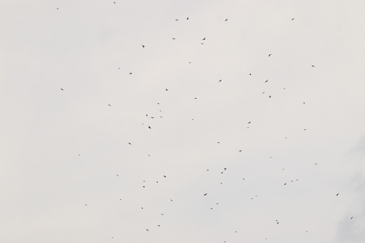 Gray-breasted Martin - ML658005221