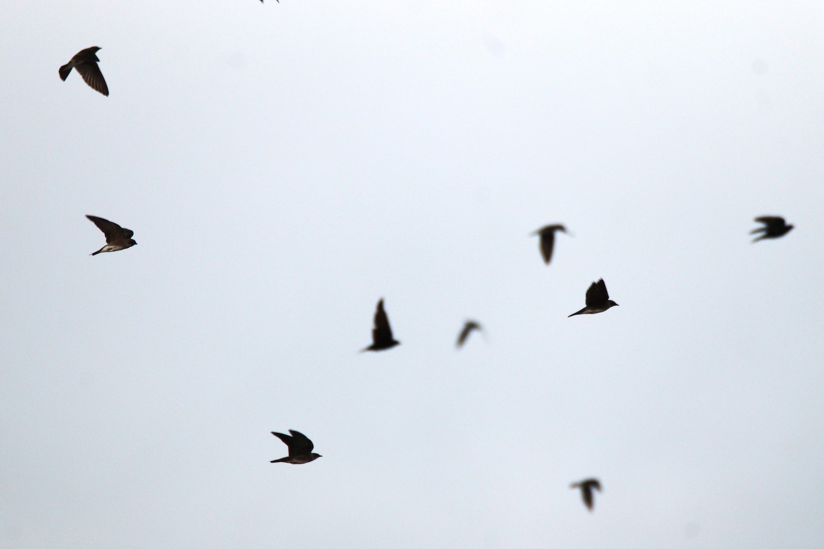 Gray-breasted Martin - ML658005222