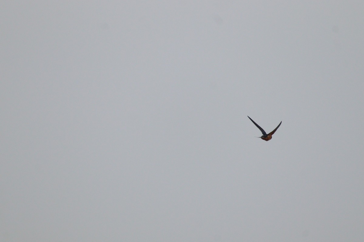 Barn Swallow - ML658005340