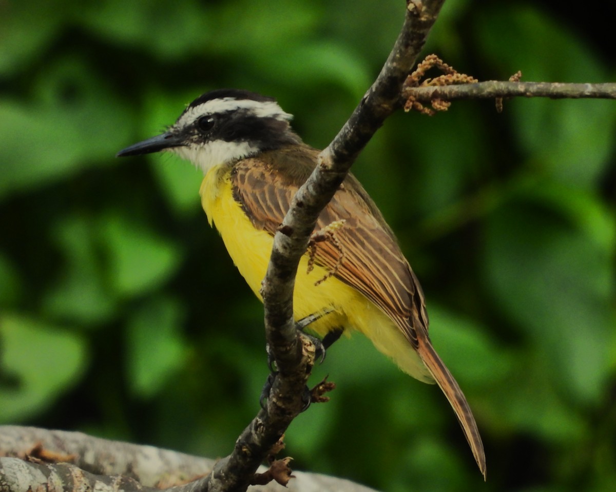 Lesser Kiskadee - ML658006240