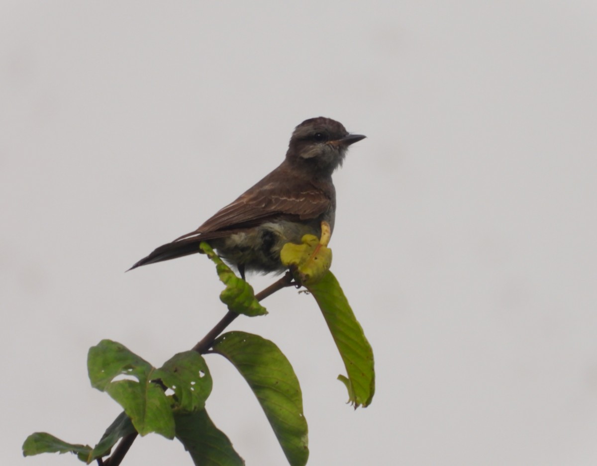 Crowned Slaty Flycatcher - ML658006286