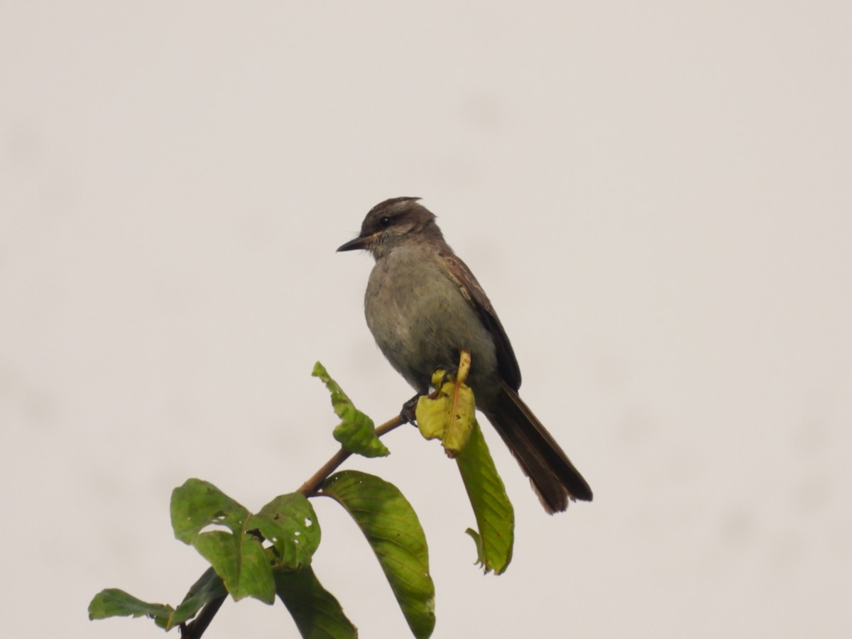 Crowned Slaty Flycatcher - ML658006349