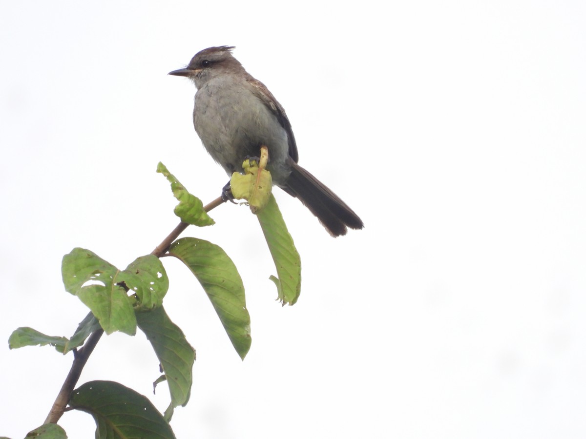 Crowned Slaty Flycatcher - ML658006391