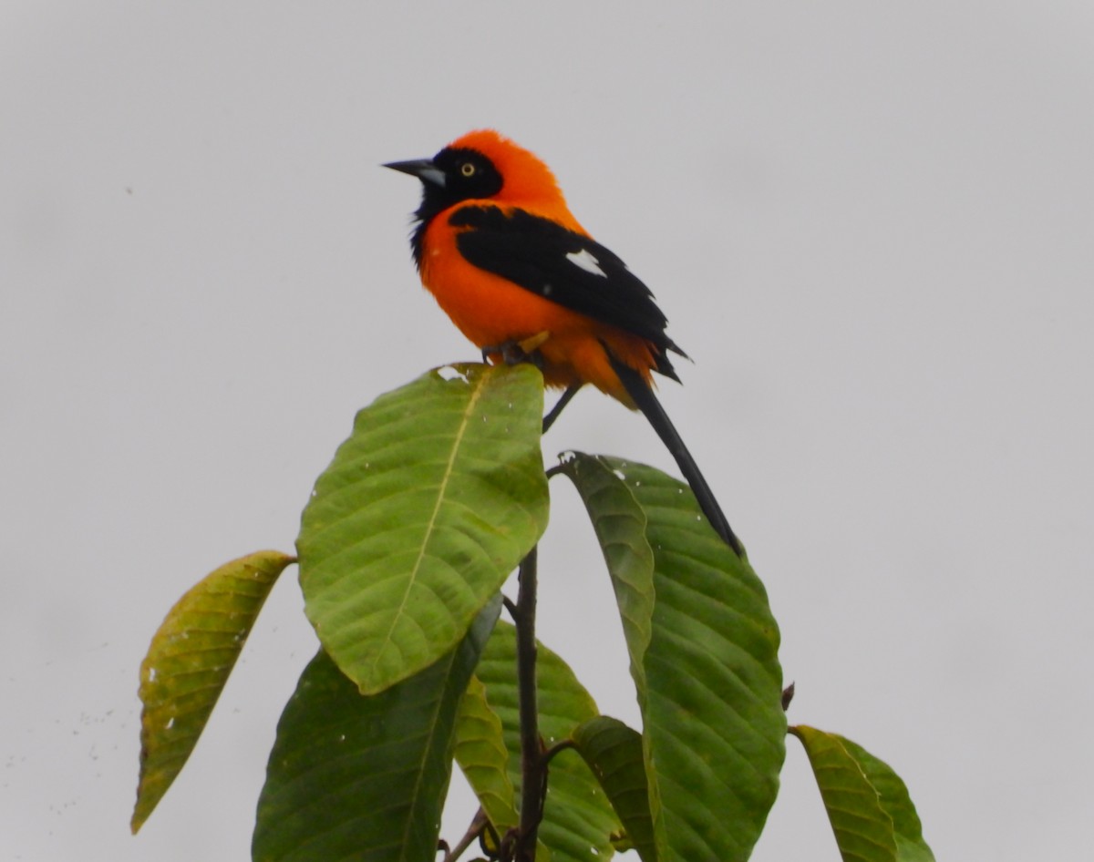 Orange-backed Troupial - ML658006436