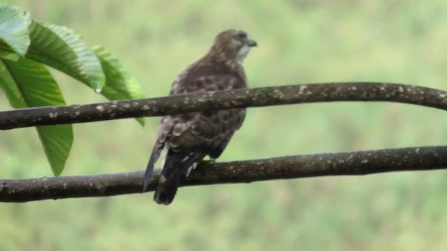 Broad-winged Hawk - ML658006621