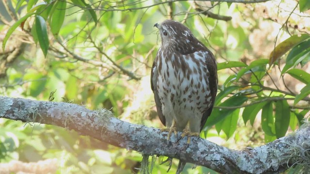Broad-winged Hawk - ML658006869
