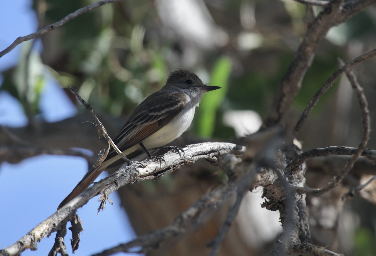 Ash-throated Flycatcher - ML658007718