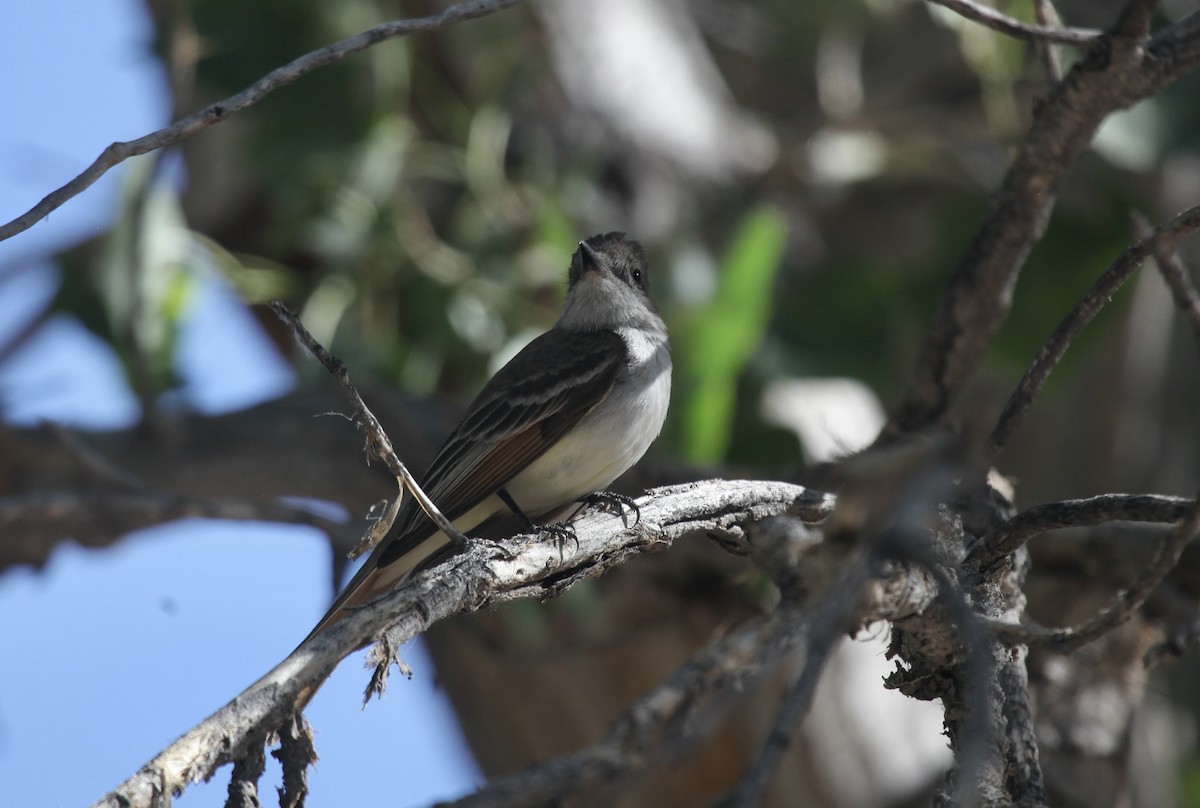 Ash-throated Flycatcher - ML658007719