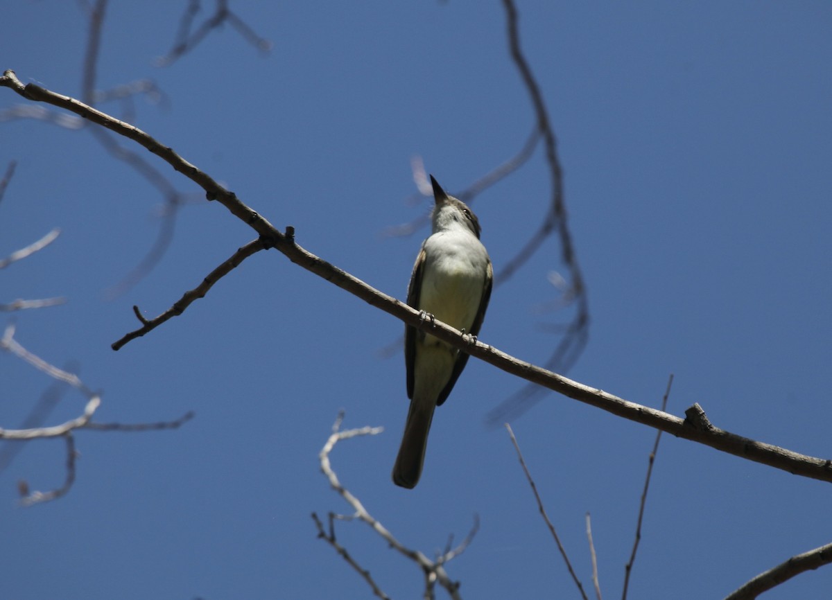 Ash-throated Flycatcher - ML658007720