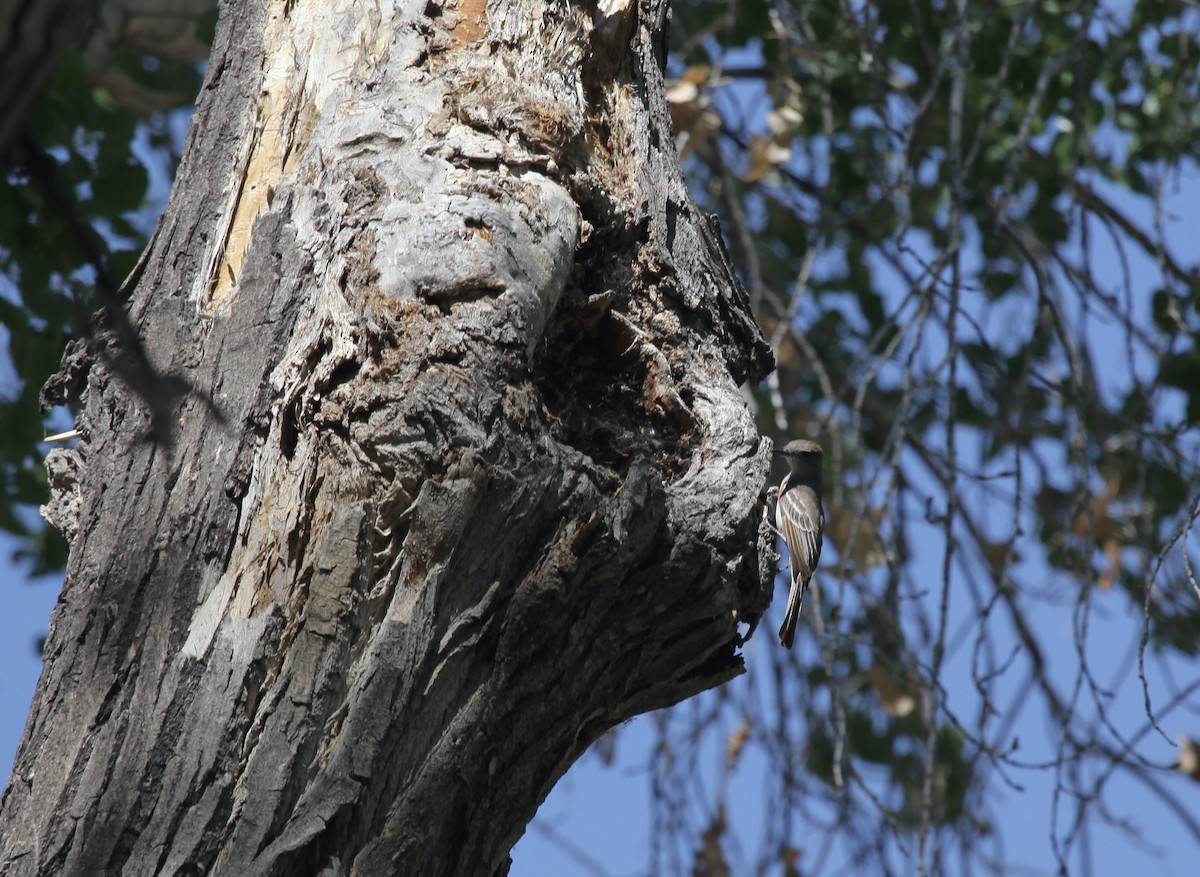 Ash-throated Flycatcher - ML658007721