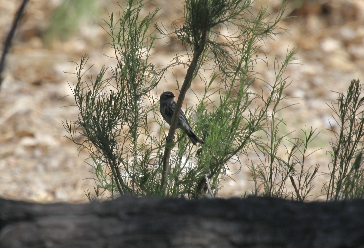 Yellow-rumped Warbler (Myrtle) - ML658007752