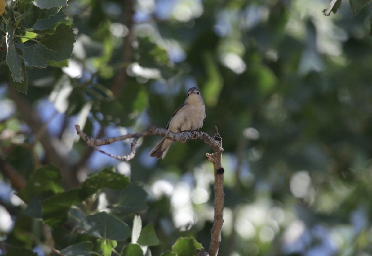 Lucy's Warbler - ML658007762
