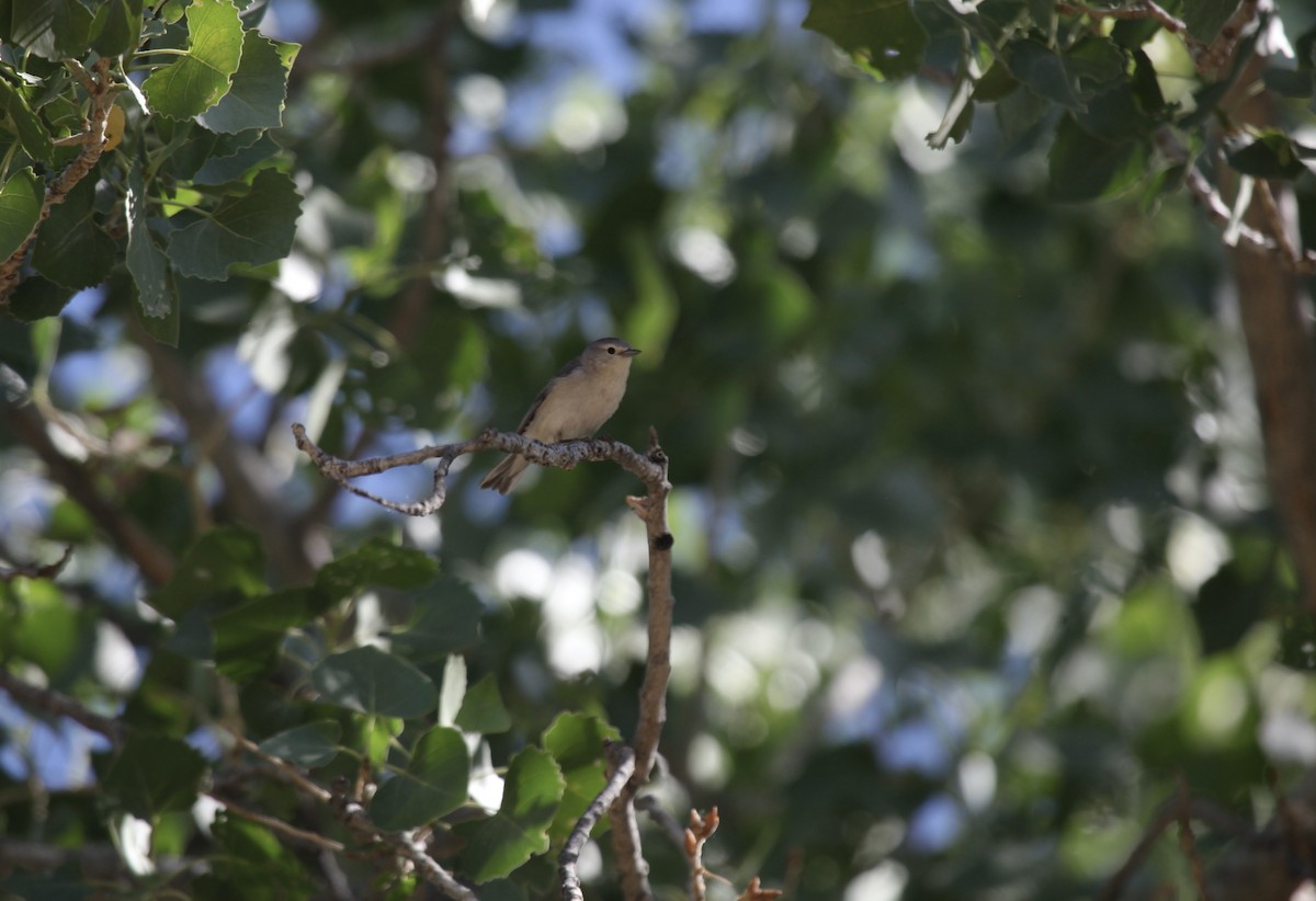 Lucy's Warbler - ML658007763