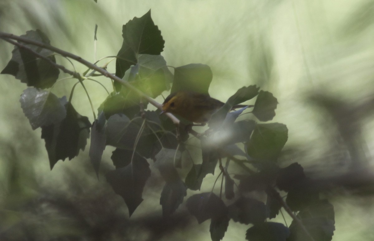 Wilson's Warbler - ML658007767