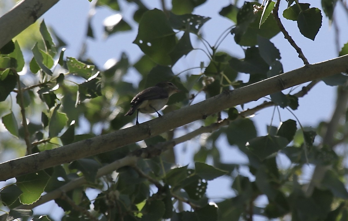 Western Warbling Vireo - ML658007796