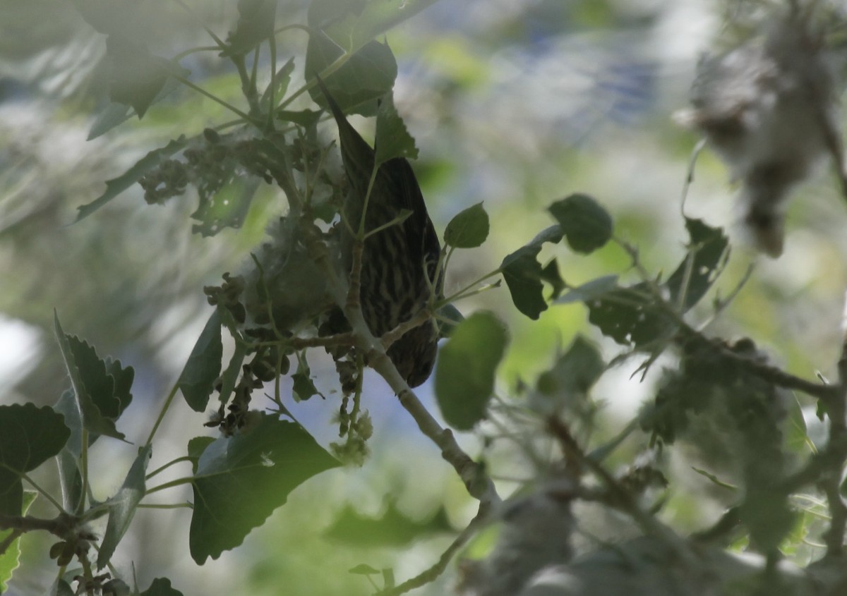 Pine Siskin - ML658007813