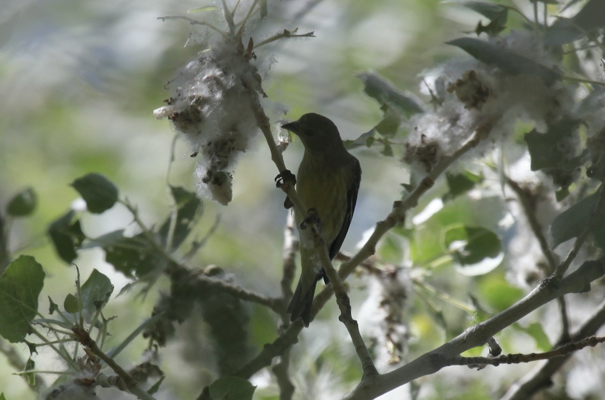 finch sp. - ML658007824