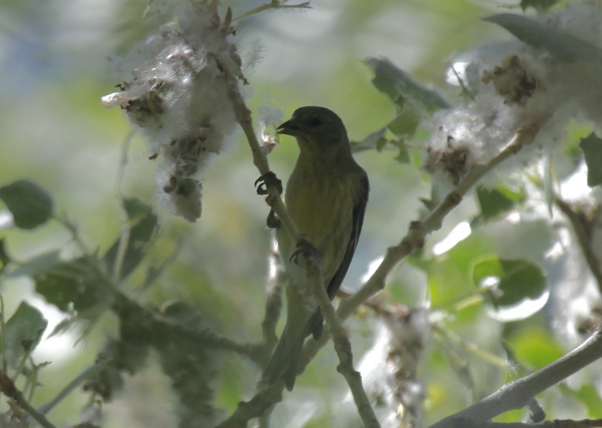 finch sp. - ML658007825