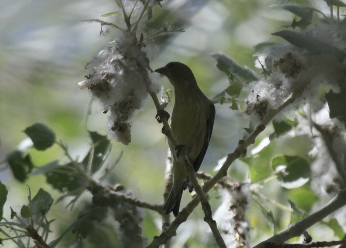 finch sp. - ML658007826