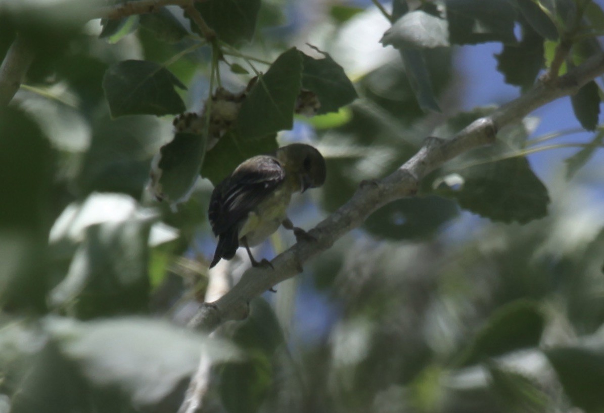 finch sp. - ML658007827