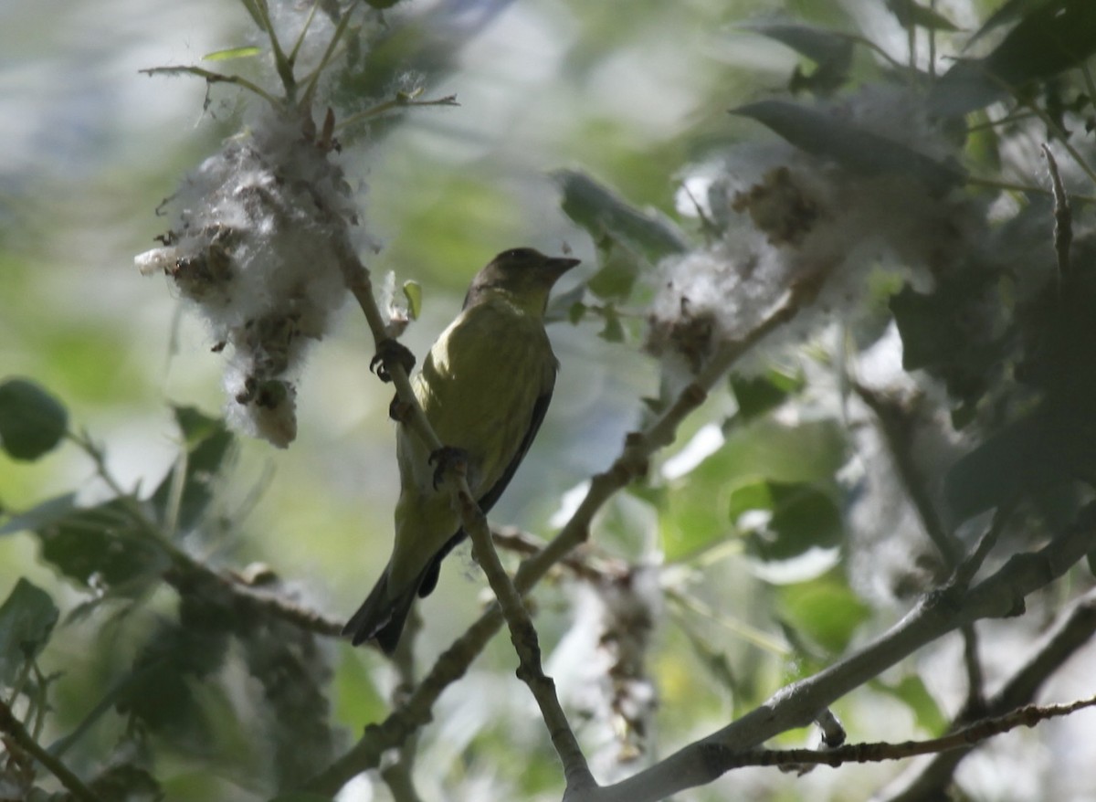 finch sp. - ML658007828