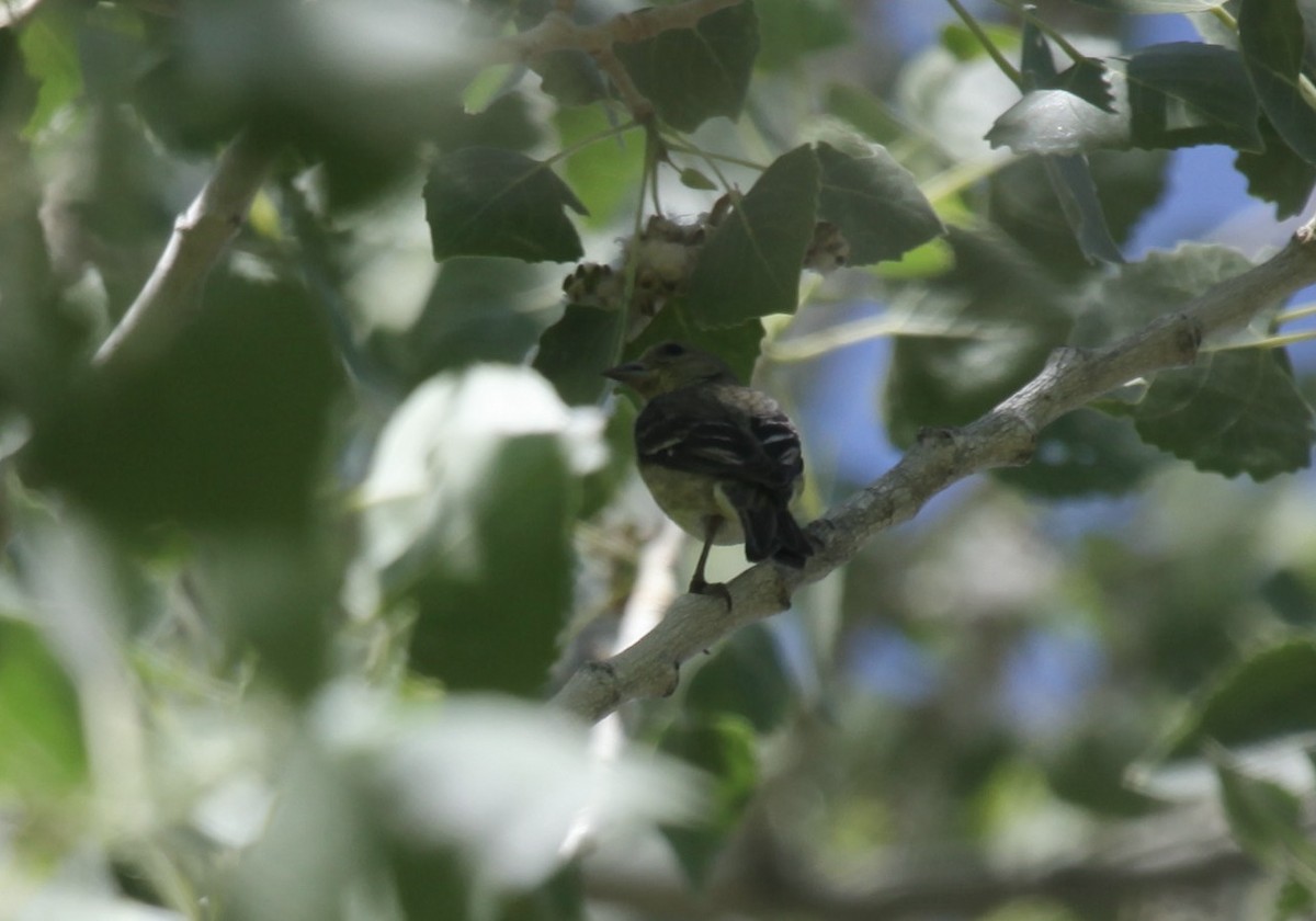 finch sp. - ML658007829