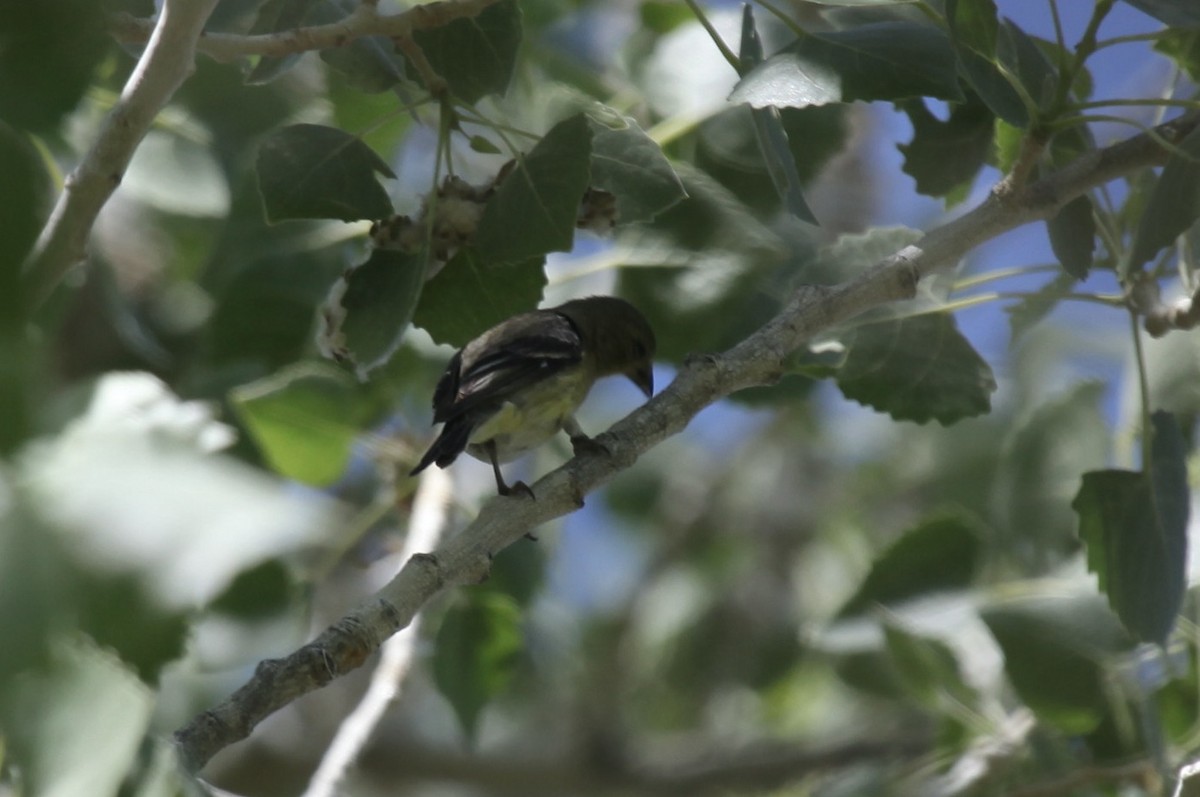finch sp. - ML658007830