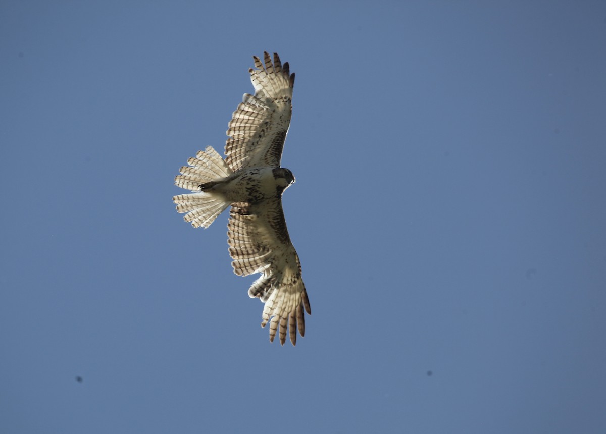 Red-tailed Hawk - ML658007841