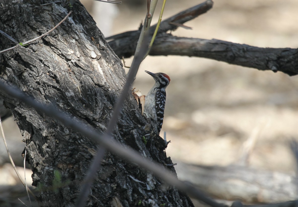 Ladder-backed Woodpecker - ML658007921