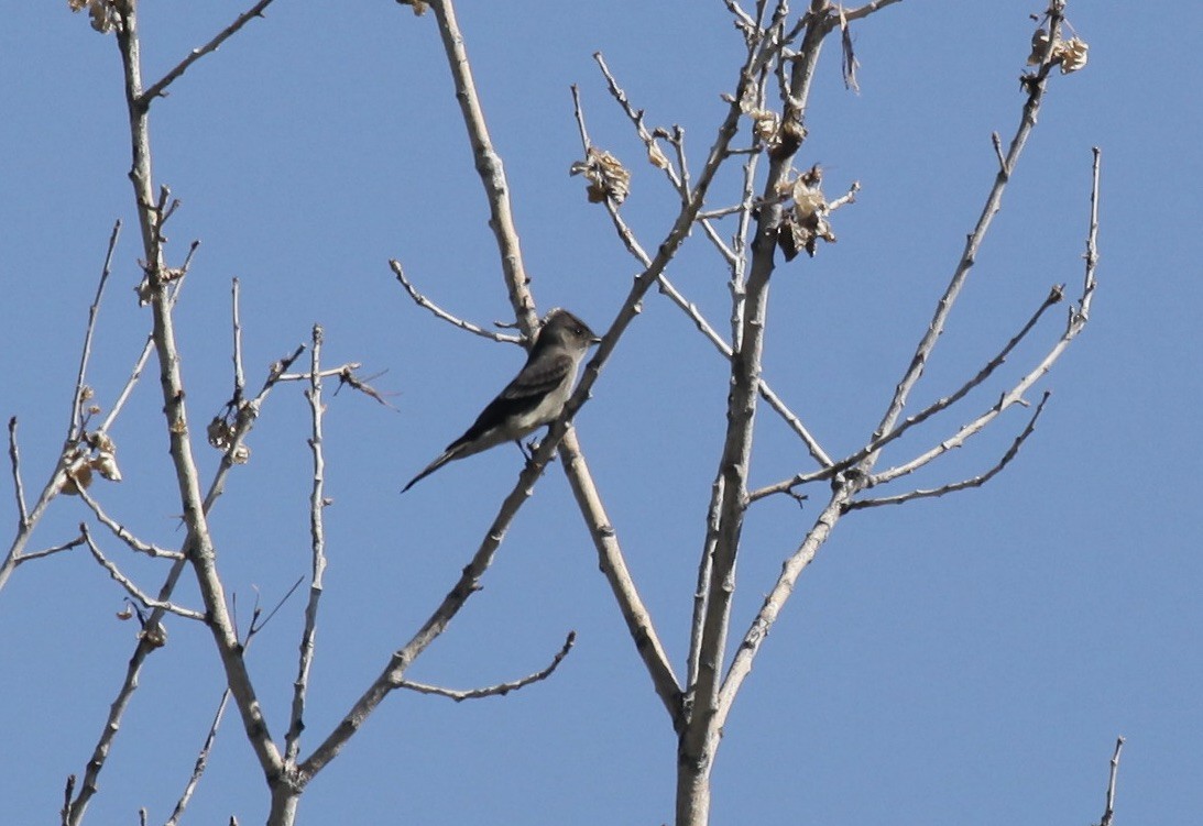 Western Wood-Pewee - ML658007934
