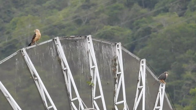 Aplomado Falcon - ML658008313