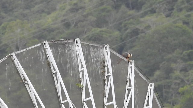Aplomado Falcon - ML658008712