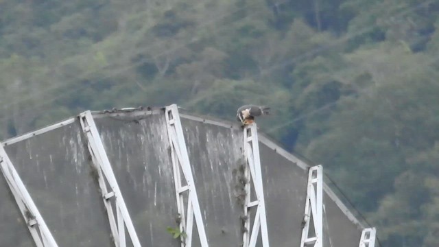 Aplomado Falcon - ML658008758
