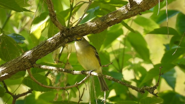 White-eyed Vireo - ML658010010