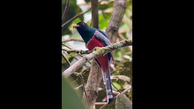 Collared Trogon - ML658010073