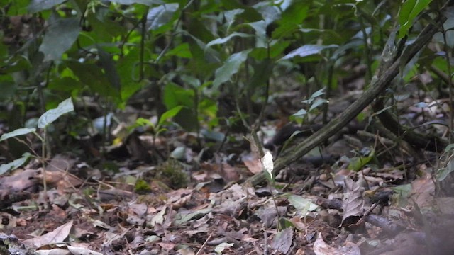 Rufous-tailed Antthrush - ML658010306