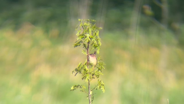 Sedge Wren - ML658010339
